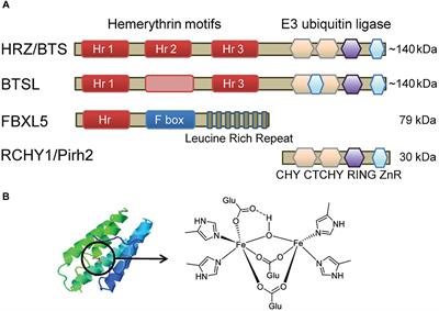 Hemerythrin E3 Ubiquitin Ligases as Negative Regulators of Iron Homeostasis in Plants